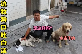 边牧狗口吐白沫，金毛猜测是小吉往家扔的药丸造成的，是这样吗？视频封面