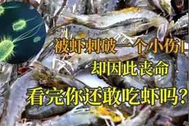 被虾刺破一个小伤口，却感染上致命病菌，看完你还敢吃虾吗？视频封面