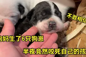 狗妈生了6只狗崽，半夜竟然咬死自己的孩子，得知原因让人吃惊！视频封面