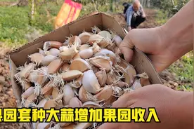 果树行间套种大蒜增加果园收入，大家看看我们种的对不对视频封面