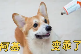 【柯基成长记】小时候超级皮，长大后却变成这样...视频封面