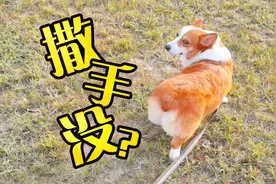 沙雕测试，遛狗时突然松开手绳，狗狗会给什么反应？视频封面