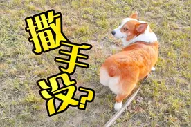 沙雕测试，遛狗时突然松开手绳，狗狗会给什么反应？视频封面