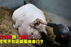 重达1100公斤的浙江猪王，一生吃喝不愁，死后制成铜像侍奉？视频封面