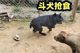 卡斯罗犬大战比特犬，斗犬之王大败而归，过程精彩视频封面