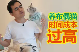 甚至开始劝退布偶猫了 如此粘人的猫 我的时间不配养它视频封面