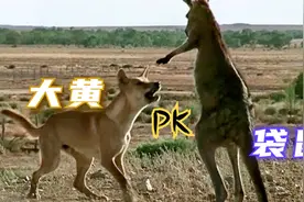 澳洲土霸王袋鼠，被来自亚洲的土狗欺负惨了 | 纪录片视频封面