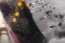 海狮群见虎鲸跳出水面纷纷逃向附近渔船 水手拍下震撼画面视频封面