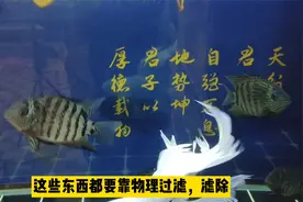 鱼缸里杂质较多，问题就在物理过滤，处理方法并不难视频封面