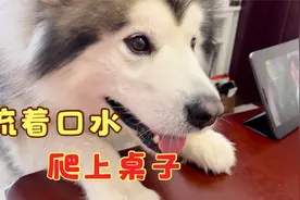 主人吃饭时，蠢萌狗狗围着饭桌转圈圈，口水不停的哗哗流。视频封面