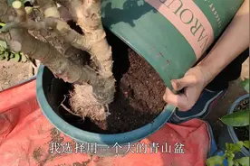 想要玉树换盆长得快，“晾”和“晒”要会操作，狠一点成活更容易视频封面