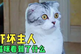 猫咪的诡异举动吓坏主人视频封面