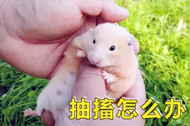 宠物日常：网友问我小仓鼠出现抽搐怎么办呢？我们应该怎么做？视频封面