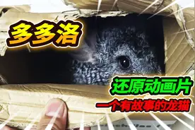 1988年动画片里的多多洛龙猫，今天终于成功带回家，有初恋的感觉视频封面