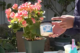 丽格海棠好看但巨难养，教你几个“小手段”，养护省心不少视频封面