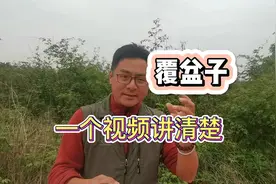 覆盆子种植户一个视频给你讲清楚，这样总不能搞错了视频封面