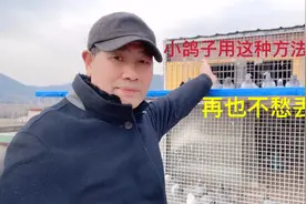 农村大叔现场演示：小鸽子像这样开家，再也不愁会丢失视频封面