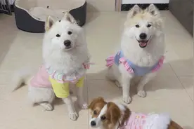 给狗狗穿上可爱女仆装过新年，我是不是太可恶了？视频封面
