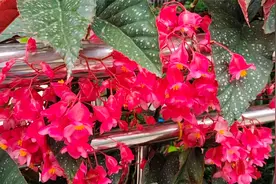 怎样让竹节海棠多开花、避免落花掉叶？分享我多年的养护方法！视频封面