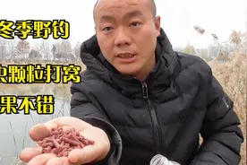 冬季野钓鲫鱼，红虫颗粒打窝效果会不会比酒米好？试试看视频封面