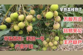 广东早熟荔枝介绍：科技一号产量不错，容易来花，丰产稳产视频封面