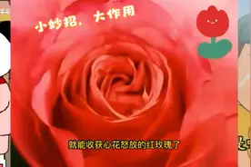 枯萎的红玫瑰不要扔，教你一招，又能收获心花怒放的红玫瑰了。。视频封面