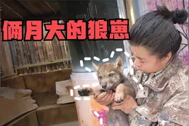 被人养大的狼没野性？大姐带狼崽拓脚印，才俩月就得自己赚奶粉钱视频封面