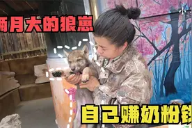 被人养大的狼没野性？大姐带狼崽拓脚印，才俩月就得自己赚奶粉钱视频封面