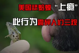 美国舔蛤蟆“上瘾”，产生的幻毒素堪比毒品，人舔了后究竟会怎样视频封面