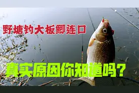 冬季是野钓大鲫鱼的好时机！把握住这4点，大板鲫轻松钓上来视频封面