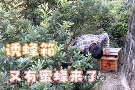 诱蜂箱有侦查蜂了，隔天蜜蜂就来了，漫天飞舞的蜜蜂往诱蜂箱里冲视频封面