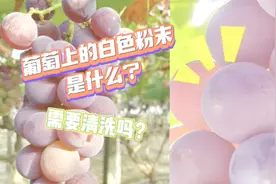 福安葡萄上市啦！葡萄上的白色粉末是什么？到底要不要洗呢？