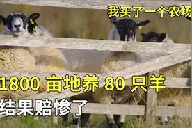 英国农场主养绵羊，用无人机放羊，投资1万多亏了好几千，纪录片视频封面