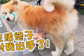 狗子：我为这个家付出太多了。养狗前日，用狗一时视频封面
