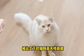 养猫咪好还是养狗狗好，听听过来人的意见视频封面