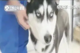 北京“二哈”的寻主启事：我丢了，你这个挨千刀的还不来找我！视频封面