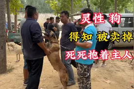 大爷含泪卖狗，这狗太有灵性了，死死抱着大爷，万般不舍，感人视频封面