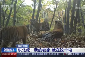 家在中国 东北虎：我的老家 就在这个屯