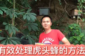 分享一种有效处理虎头蜂的方法，解除蜂群度夏的第一大天敌视频封面