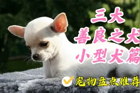 盘点三大善良之犬-小型犬篇，小姐姐定制版视频封面
