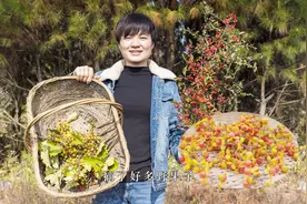 湖南红姐上山摘野果，一把接一把收获满满，这些果子有你认识的吗视频封面