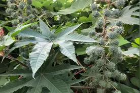 蓖麻子可用于老寒腿、面神经炎、大便燥结？专家提醒，不可擅用它视频封面