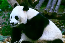 总台记者打卡成都大熊猫基地 大熊猫“花花”人气爆棚！视频封面