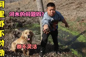 小虎和金毛来河里抓鱼，发现河里的虾变得不灵活了，这是咋回事？视频封面