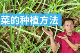 种一次韭菜能长几年？什么是韭菜分蘖？韭菜多少年翻根一次？视频封面