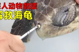 全程揪心：海龟鼻子里有根长长的吸管，幸得救援人员帮它拔出视频封面