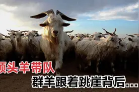 河南辉县群羊跟随头羊跳崖！为什么要这样做？别笑话，人也会盲从视频封面