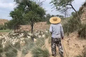 内蒙古深山独户养羊，一个村一个人一条狗一群羊，收入堪比白领视频封面