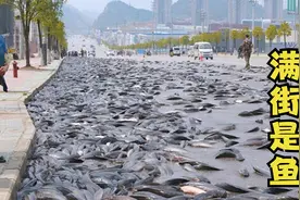 6种罕见的雨，天上下鱼，整条街道都是鱼，吃不完可怎么办？