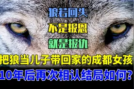 把狼当成儿子养的川妹子，10年后与狼王再次相认，结局催人泪下！视频封面